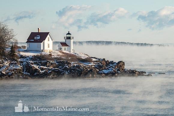 Curtis island Sea Smoke #DT-0087