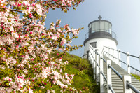 Spring Bloom at Owls Head Lighthouse