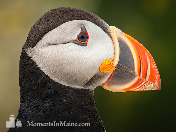 Puffin Portrait #DT-0092
