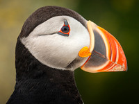 Atlantic Puffin Portrait #DT-0092