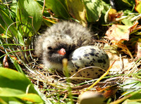 Tern-dorable #WMC-009