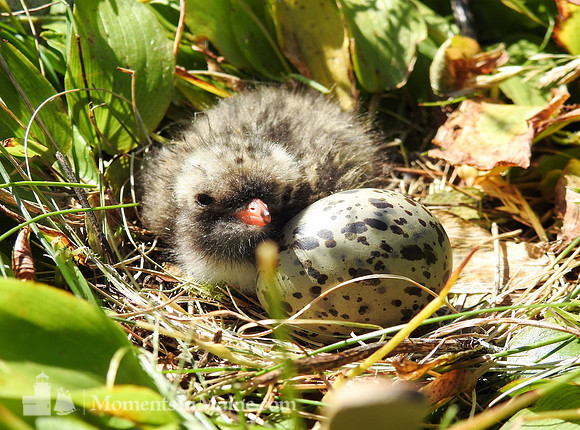 Tern-dorable #WMC-009