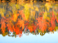 Autumn Blur #WMC-007
