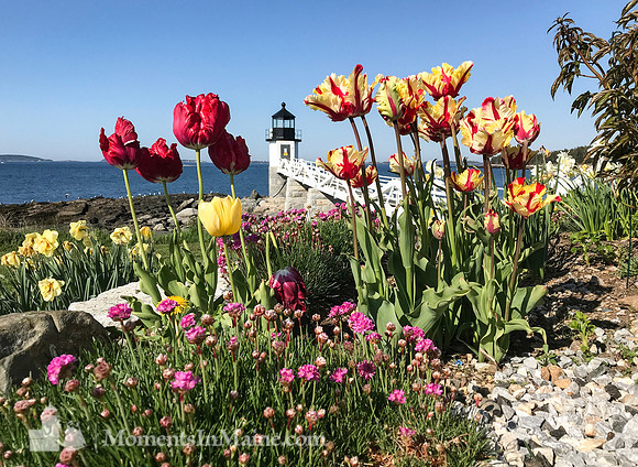 A Springtime Serenade #WMC-023