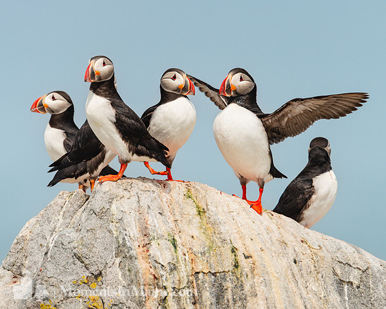 Atlantic Puffins #DT-0105