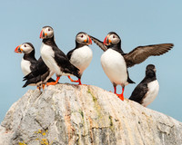 Atlantic Puffins #DT-0105