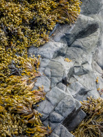 Coastal Staples #DT-0022