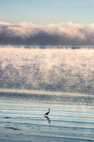 Frenchmans Bay Sea Smoke #DT-0062