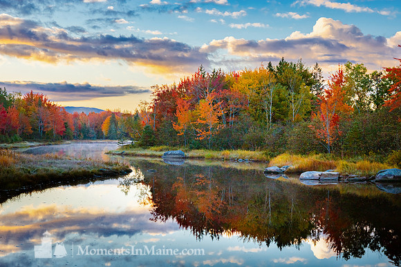 Northeast Creek Foliage #DT-0040