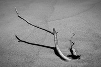Left by the Tide #DT-0068