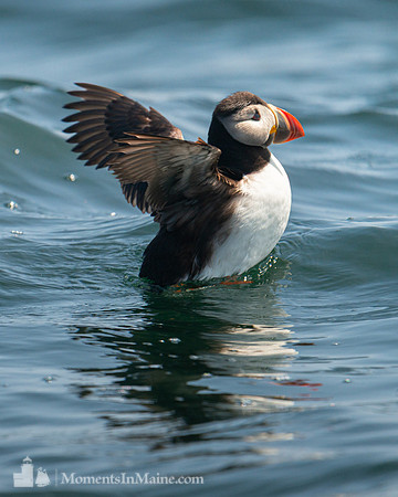 Atlantic Puffin #DT-0106
