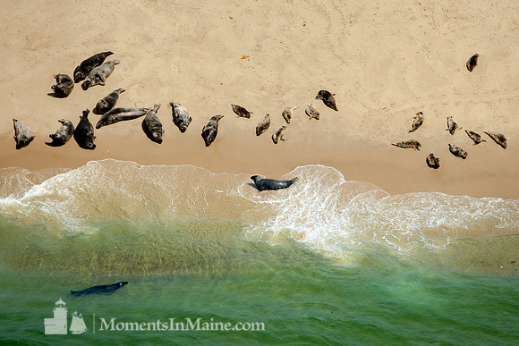 Seals of Monomoy #CC-005