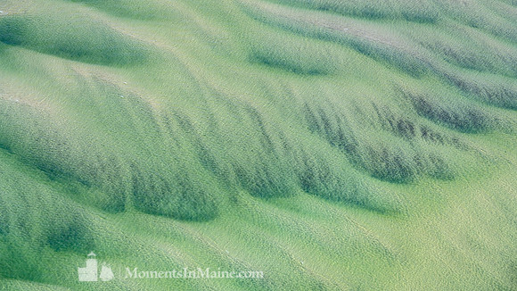 Monomoy Sands IV #CC-028