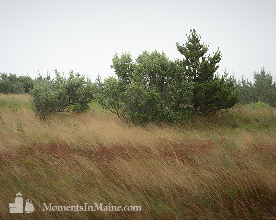 Wind Blown #CC-058