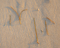 Beach Finds II #CC-061