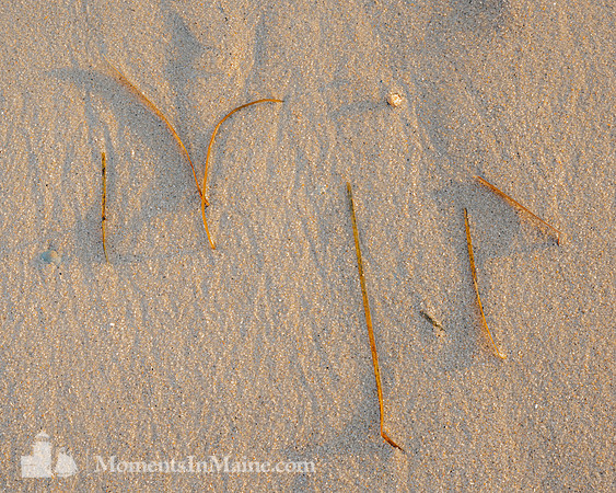 Beach Finds II #CC-061