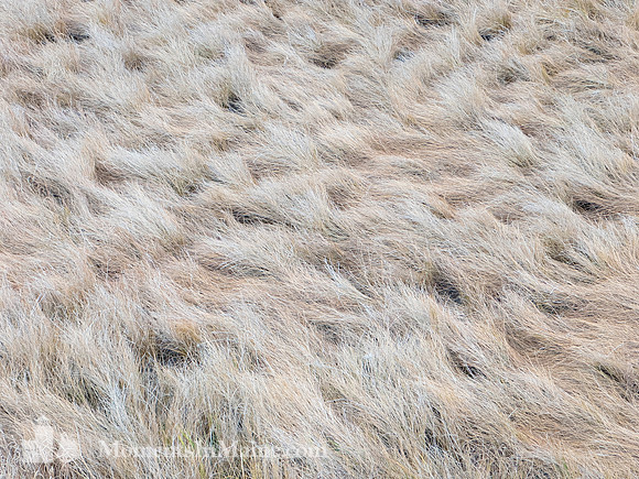 Winter Sea Grass #CC-064