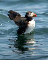 Atlantic Puffin #DT-0106