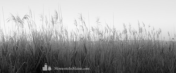 The Marsh Grass #DT-0134