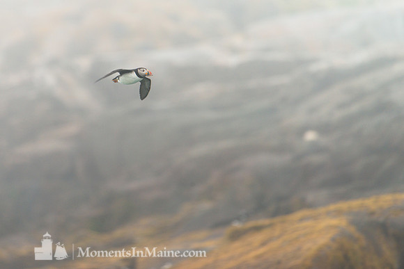 Flying through the Fog #DT-0131
