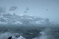Curtis Island Blizzard #DT-0196
