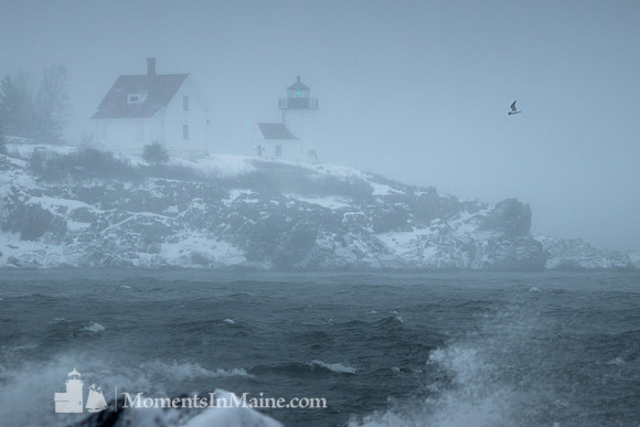 Curtis Island Blizzard #DT-0196