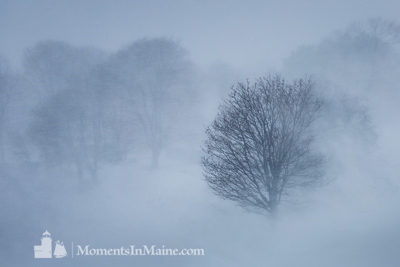 Winter Shadows #DT-0146