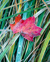 Autumn Freeze #DT-0141