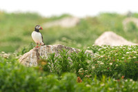 Puffin Fields #DT-0132