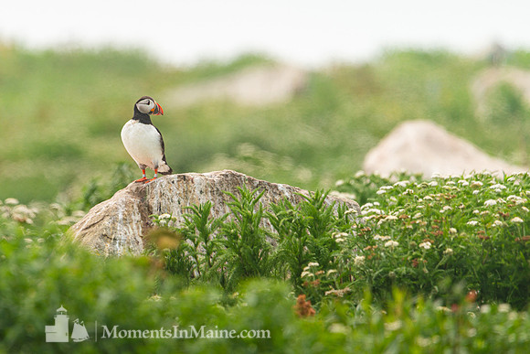 Puffin Fields #DT-0132