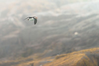 Flying through the Fog #DT-0131