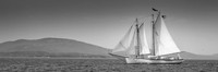 American Eagle Panoramic #DT-0201