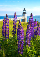 Marshall Point Lupines #DT-0047