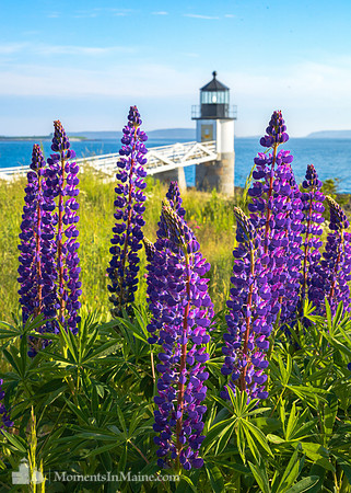 Marshall Point Lupines #DT-0047