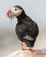 Atlantic Puffin #DT-0093