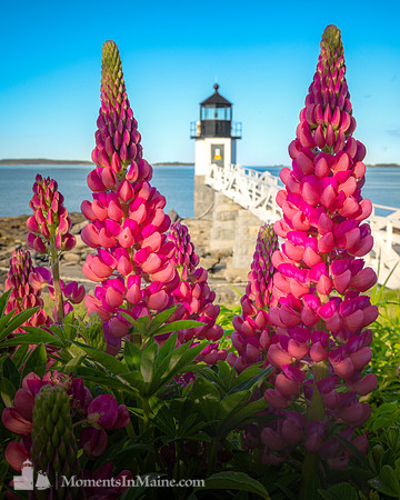 Marshall Point Lupines II - #DT-0029
