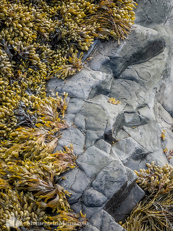 Coastal Staples #DT-0022