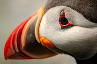 Puffin Shades #DT-0020