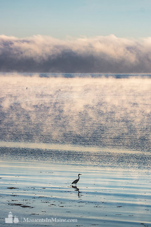 Frenchmans Bay Sea Smoke #DT-0062
