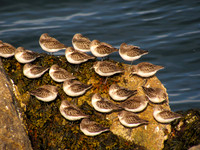 Sandpipers #SLB-002