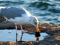Seagulls #SLB-005