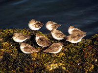Sandpipers #SLB-004