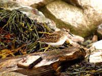 Sandpipers #SLB-006