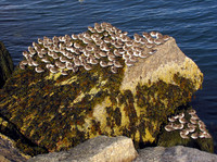 Sandpipers #SLB-003