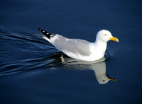 Seagulls #SLB-007