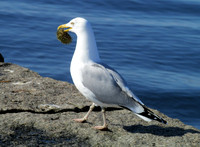 Seagulls #SLB-008