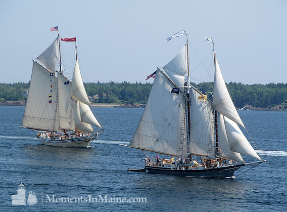 Schooners #SCH-018