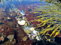 Tidepools #AWE-013