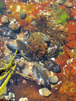 Tidepools #AWE-017