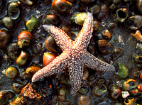Starfish #AWE-019